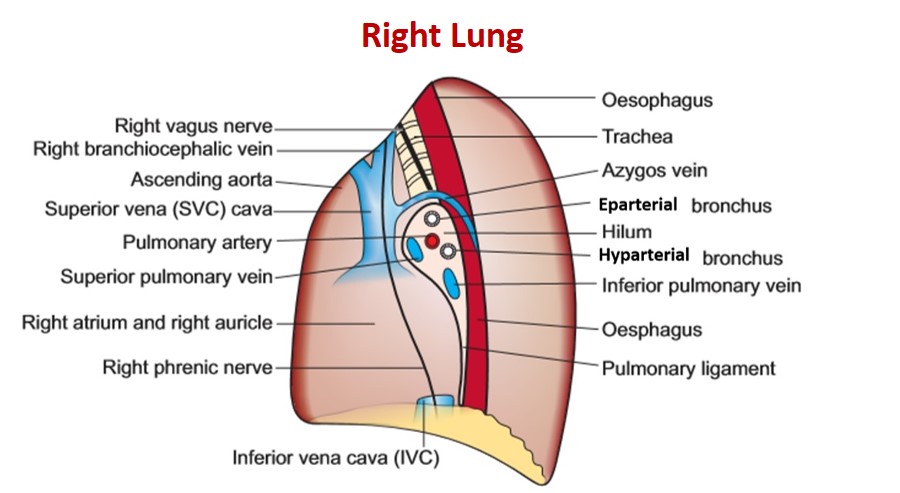 mediastinal surface of right lung