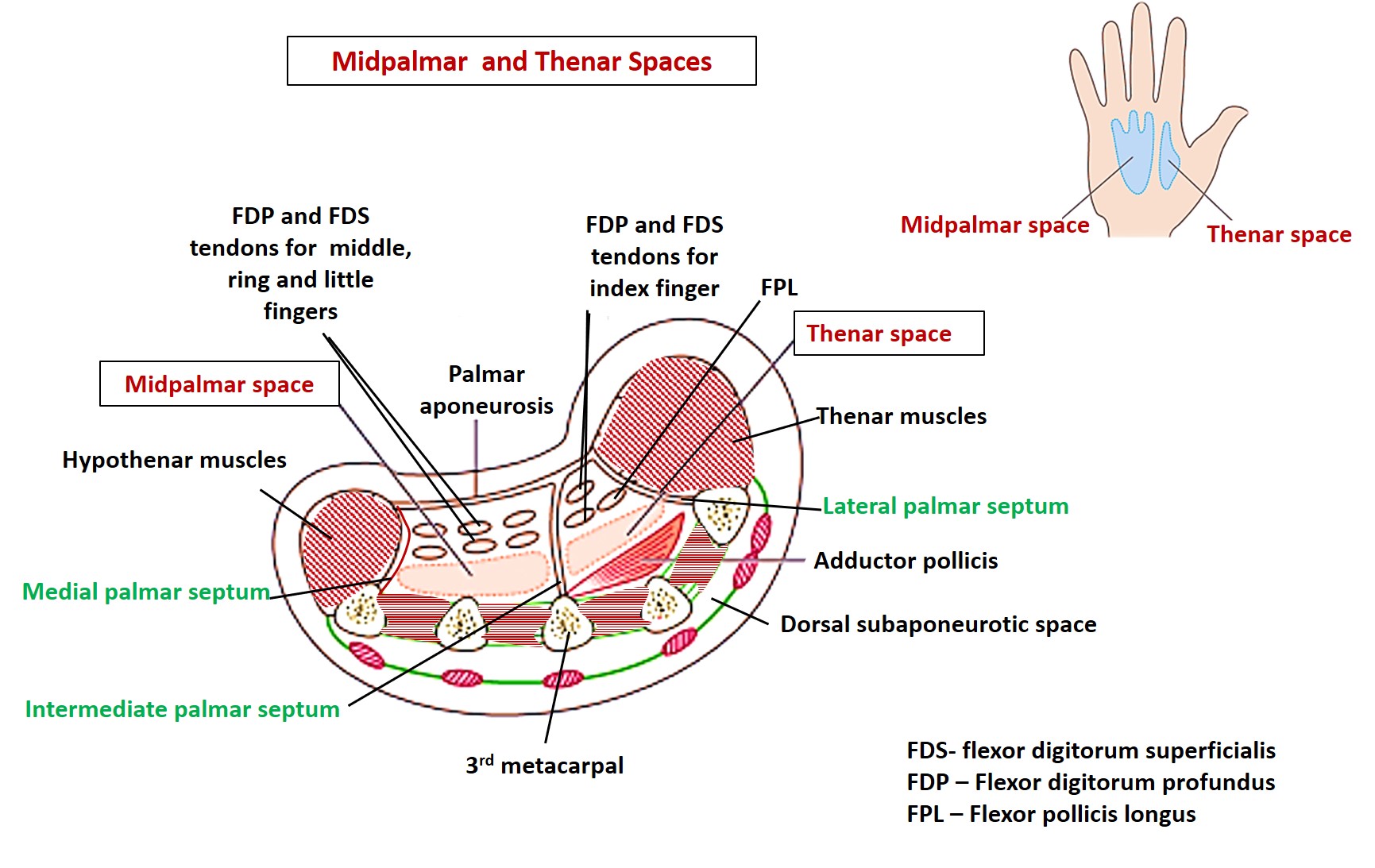 Midpalmar and thenar space