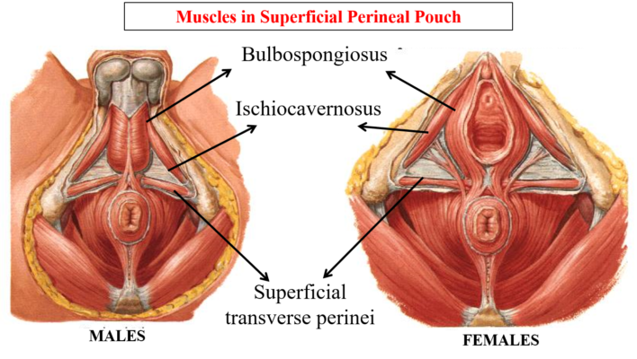 Muscles in superficial perineal pouch