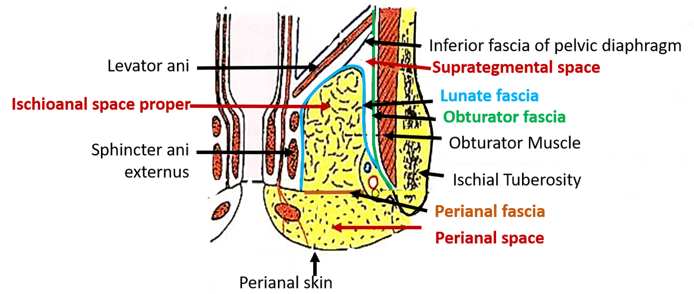 Fascia and space around ischioanal fossa