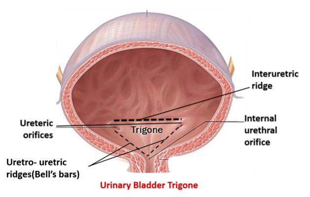 urinary bladder- trigone