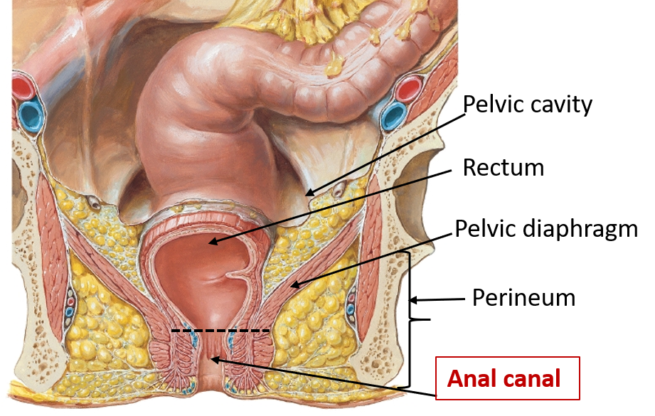 How deep is anal cavity