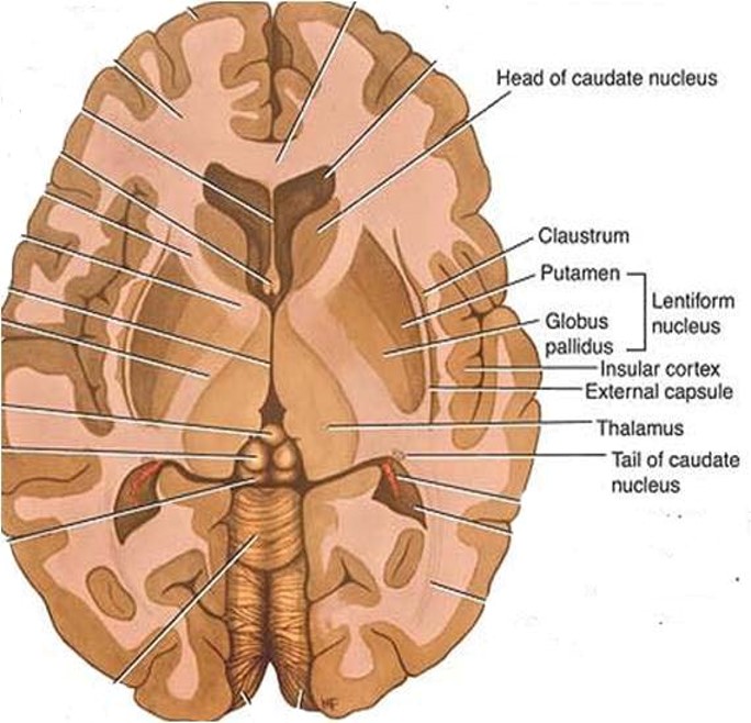 basal ganglion in transverse section of brain