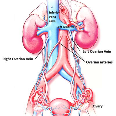 blood supply of ovary