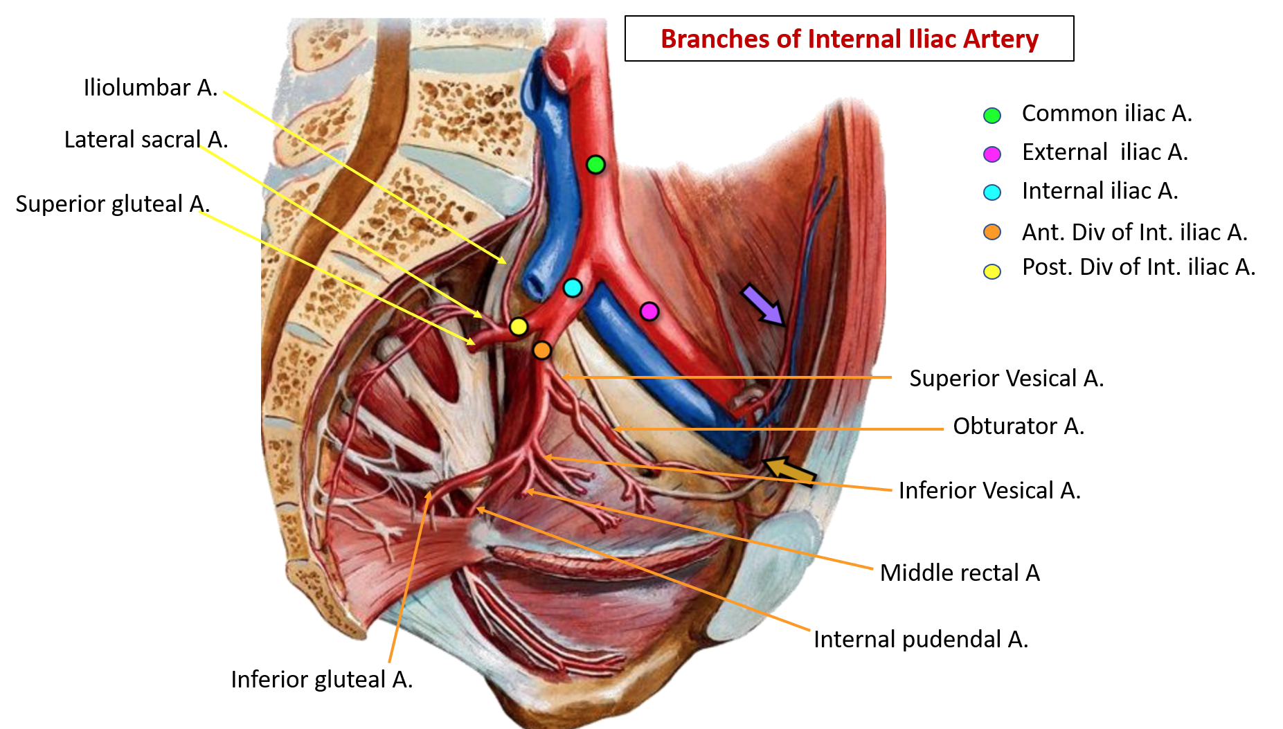 Branches of internal iliac artery