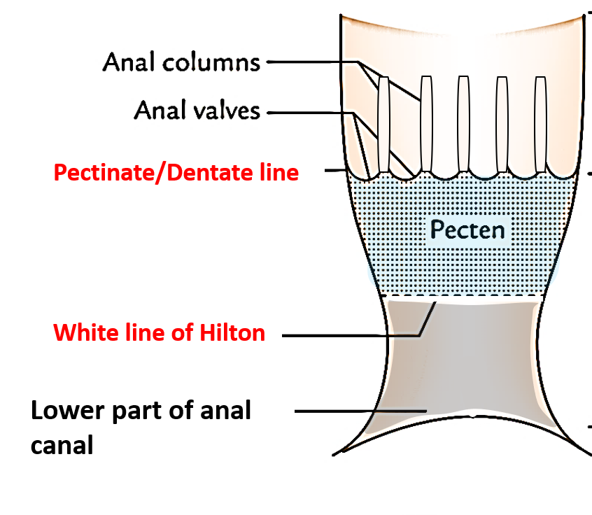 How deep is the anal canal