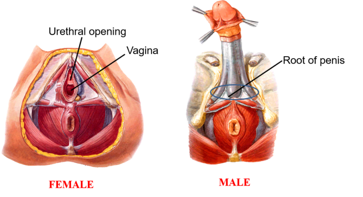 male and femal urogenitall triangle