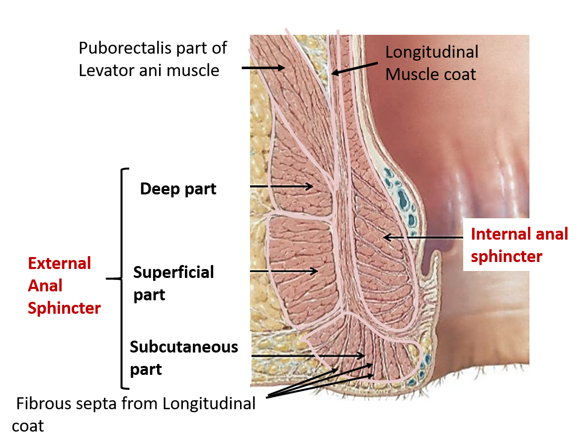 deep is anal cavity How