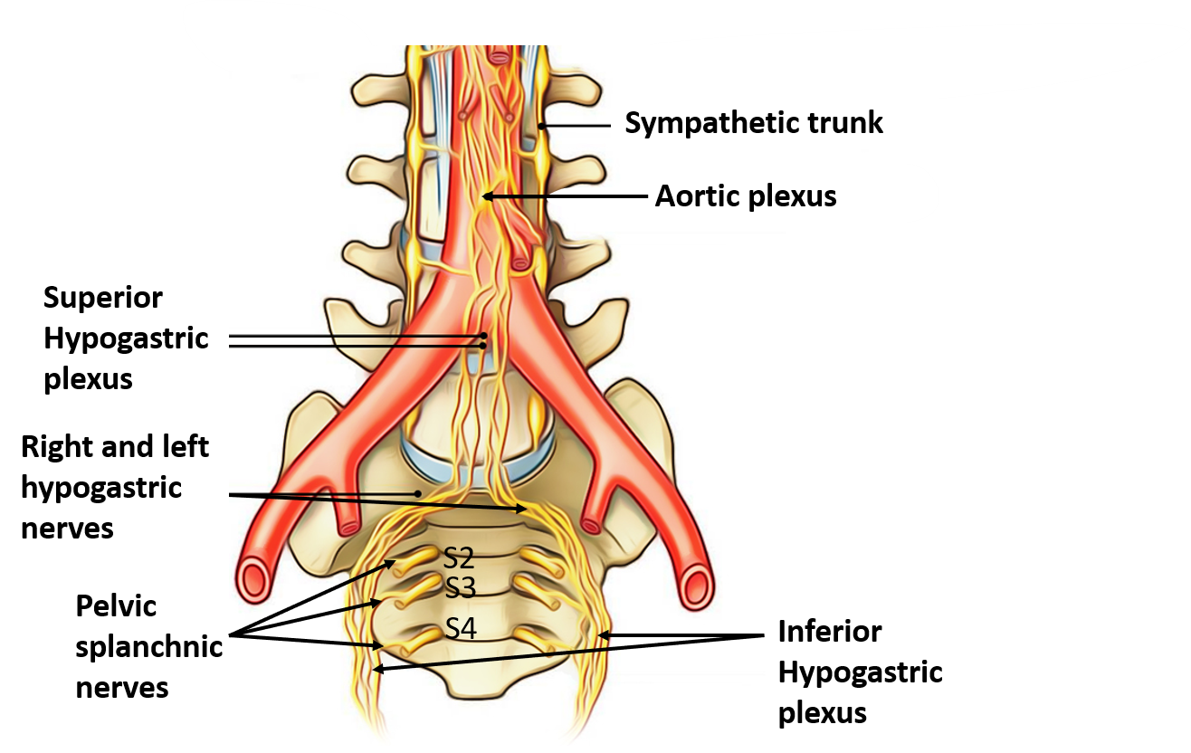 superior and inferior hypogastric plexus