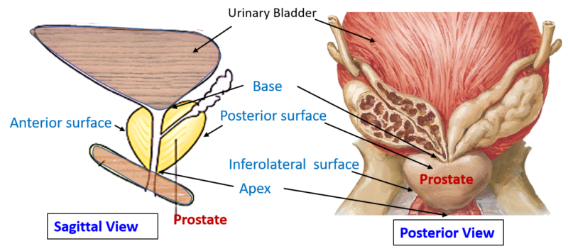 Prostate – Anatomy QA