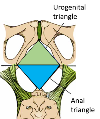 subdivisions of perineum ( anal and urogenital triangles
