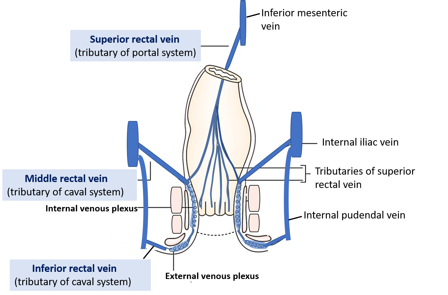 venous drainage of anal canal