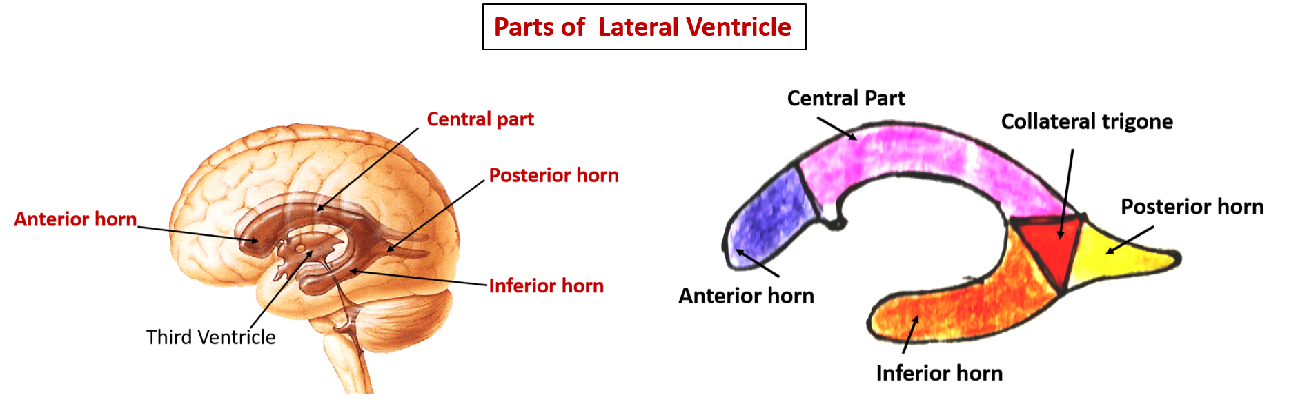 parts of lateral ventricle