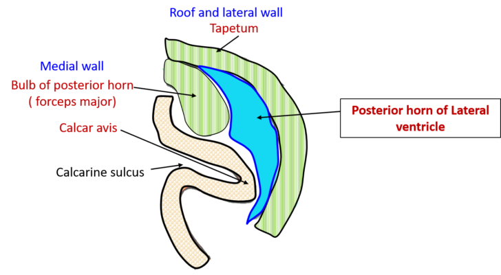 Posterior horn of lateral ventricle