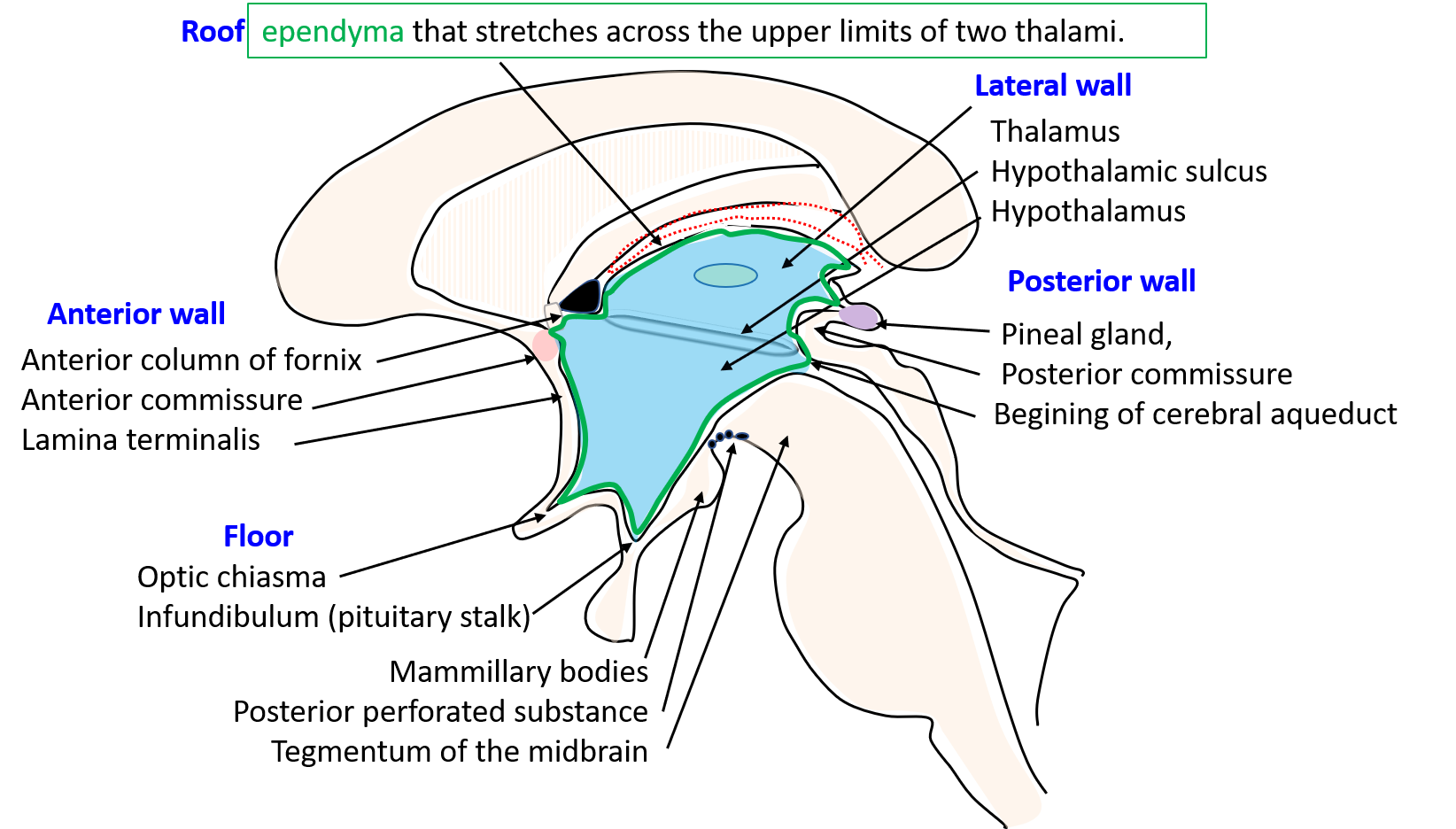 Structures formin boundaries of third ventricle