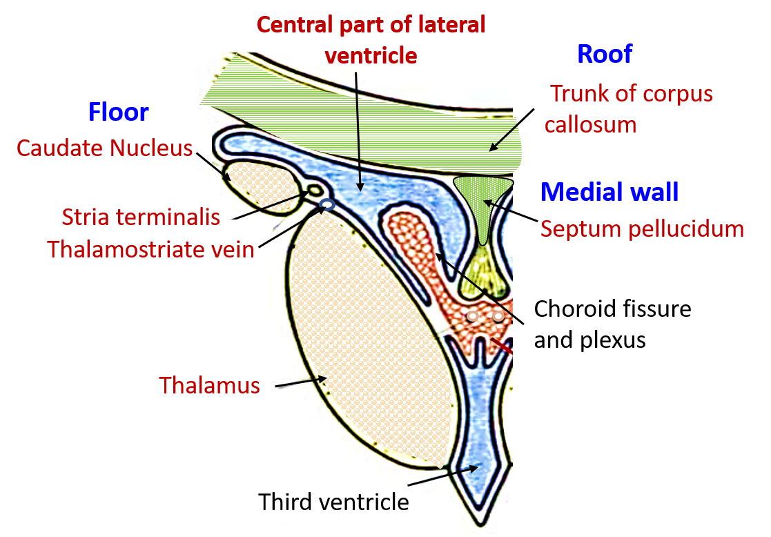 Central part of lateral ventricle