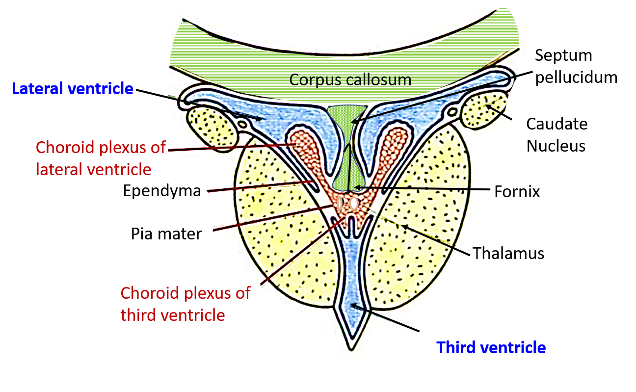 tela choroidea and choroid plexus of lateral and third ventricle