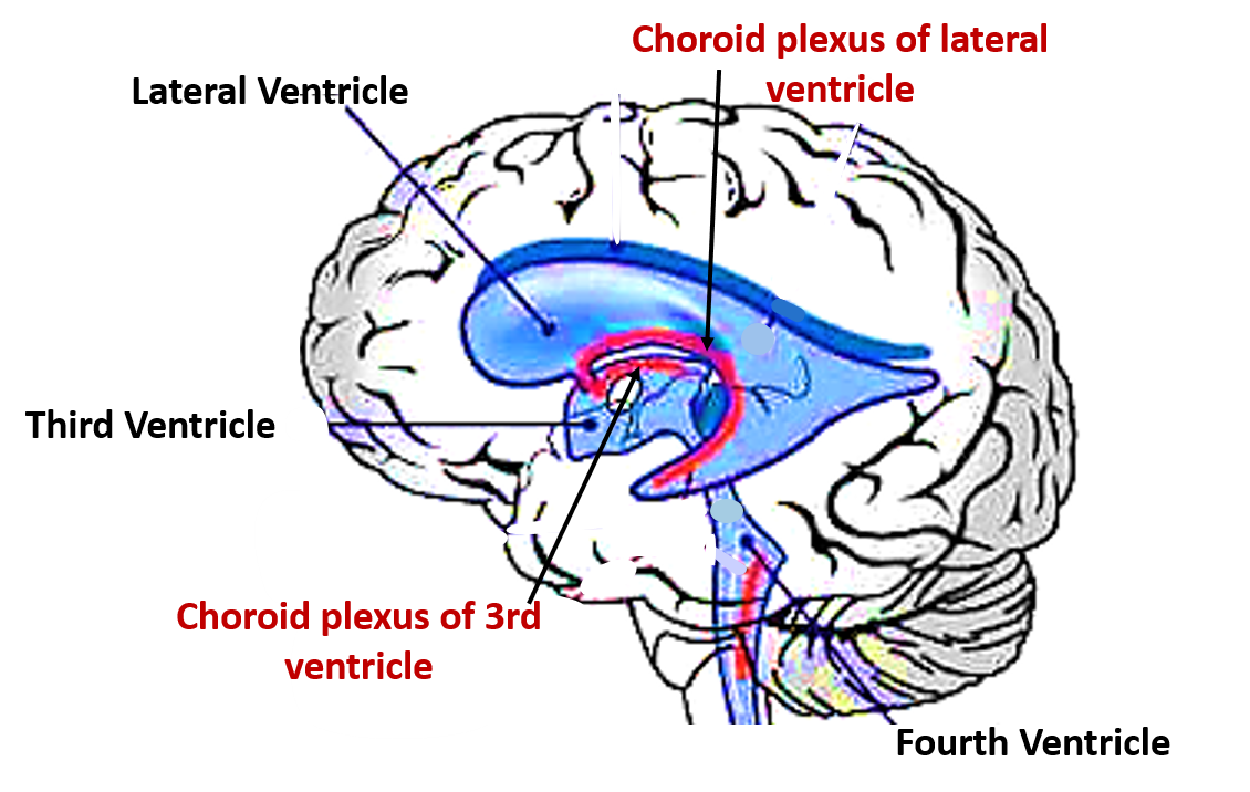 choroid plexus of lateral and third ventricle