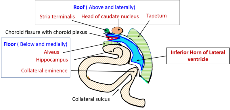 inferior horn of lateral ventricle