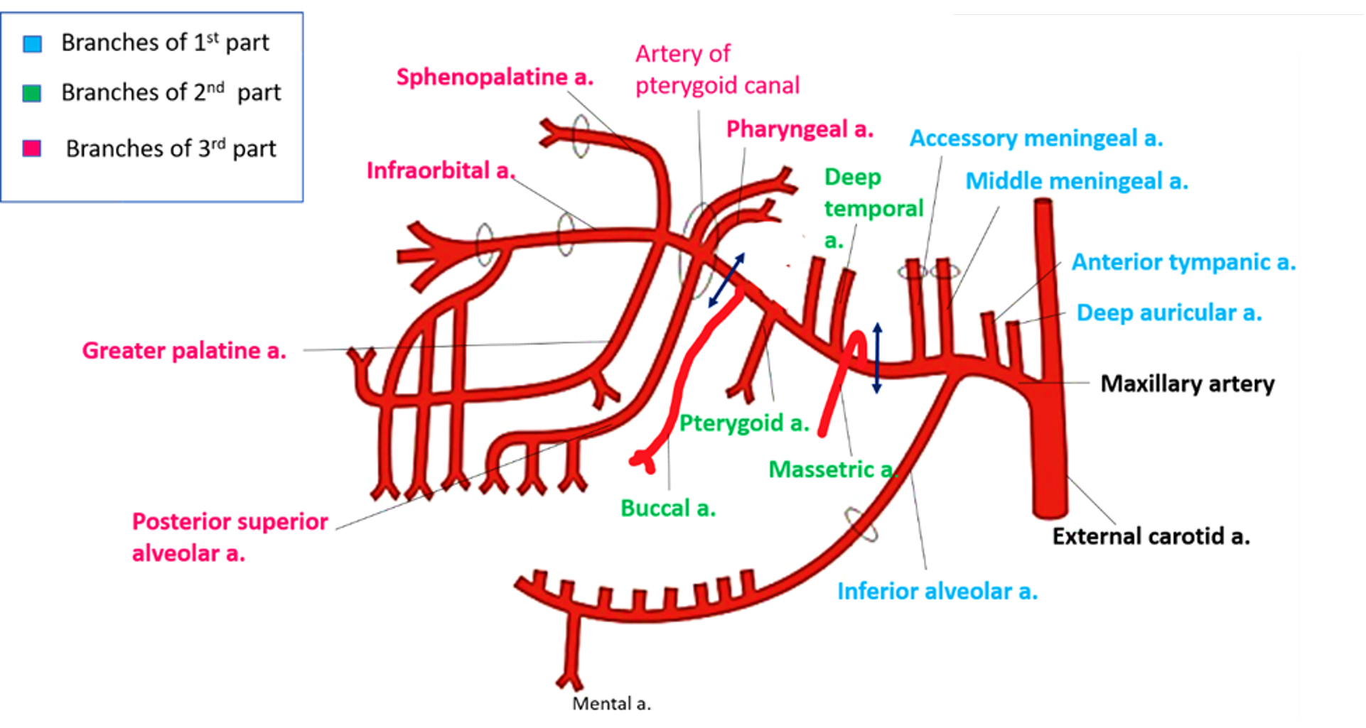 Maxillary artery and its branches