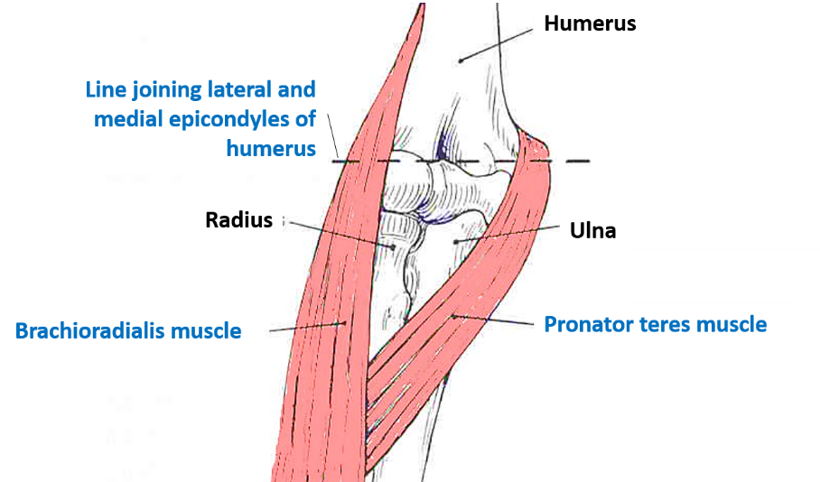 Boundaries of cubital fossa