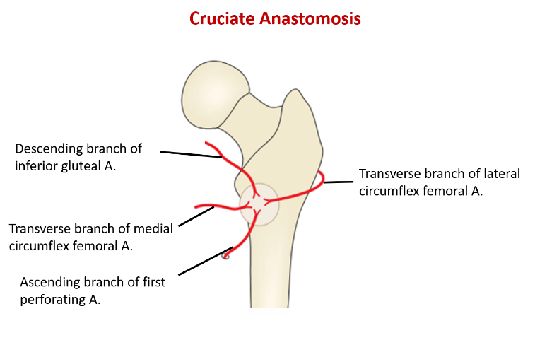 Cruciate anastomosis