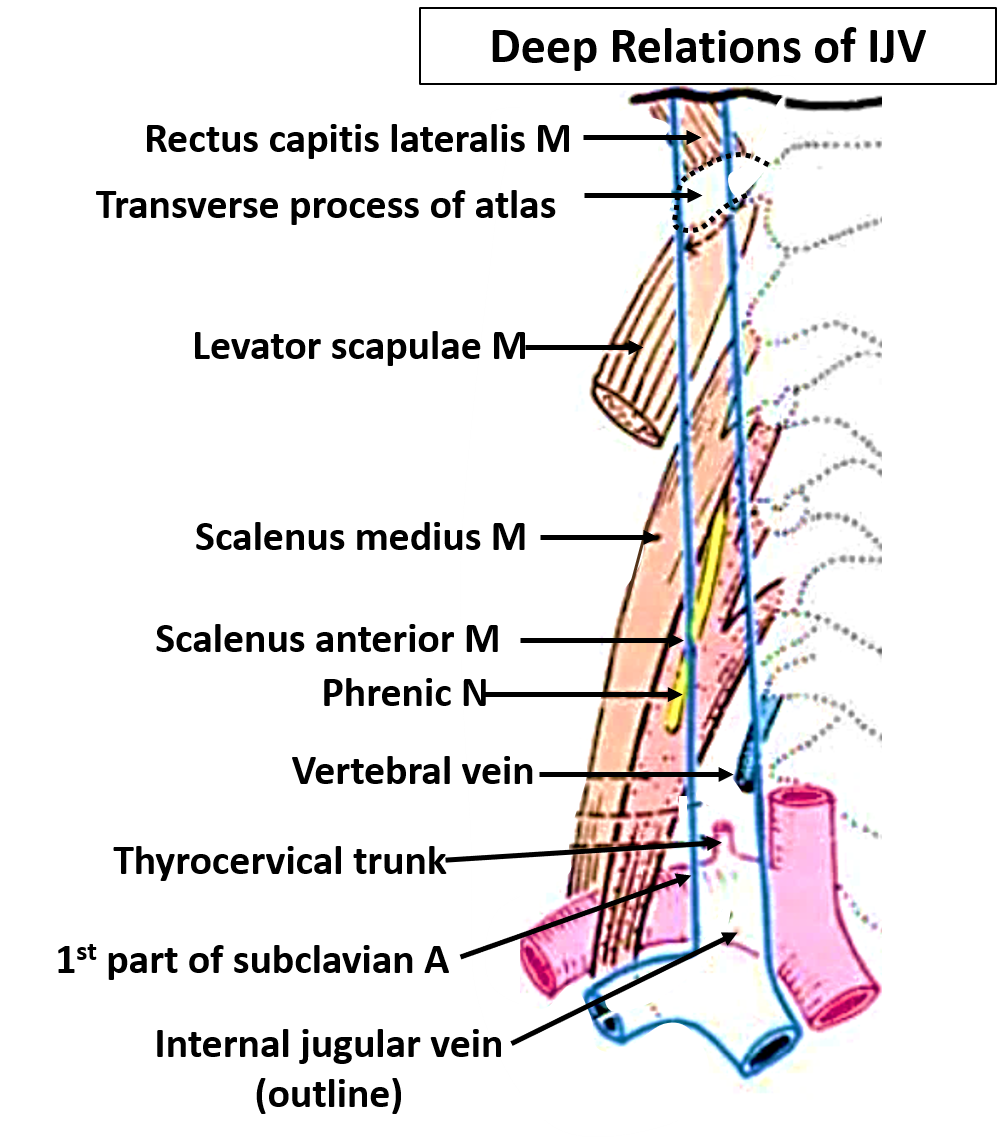 deep relations of internal jugular vein