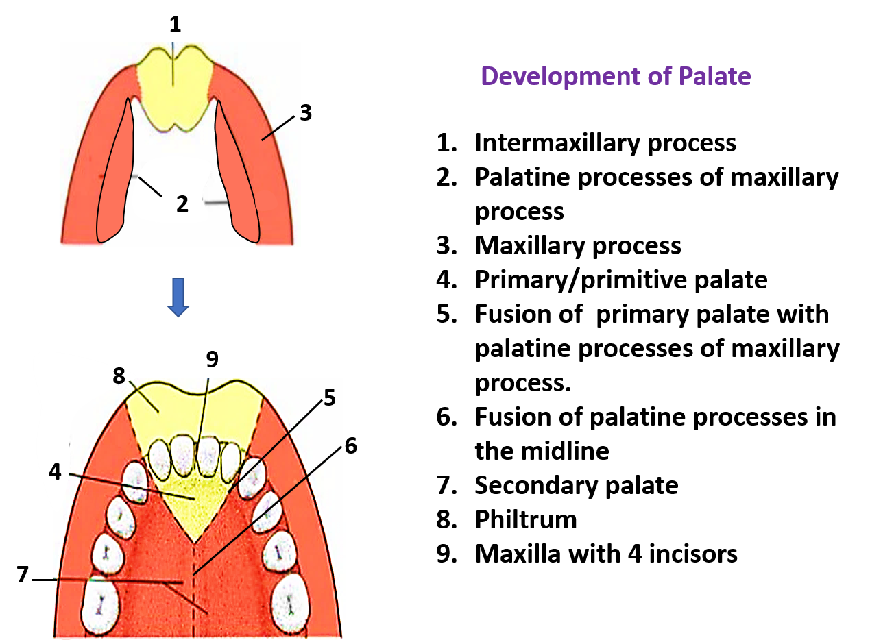 Development of Palate , Anatomy QA