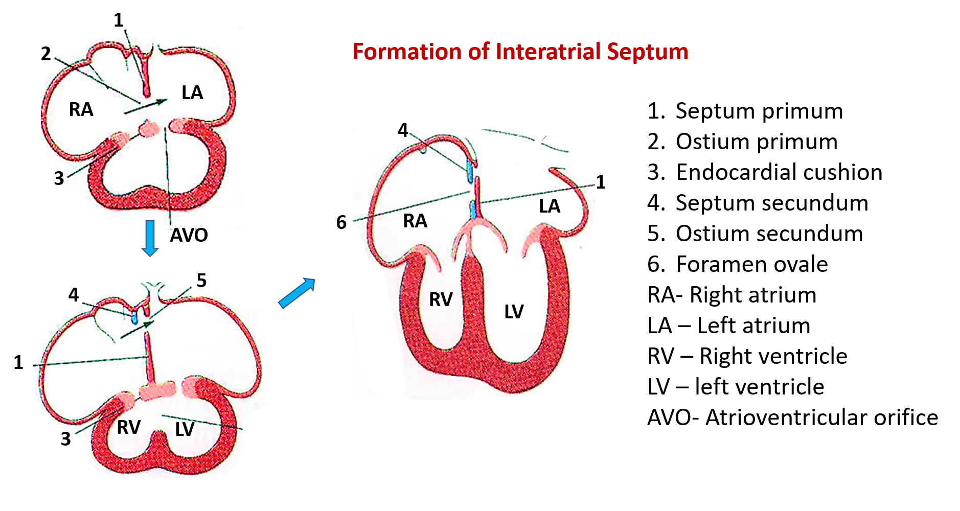 Formation of interatrial septum