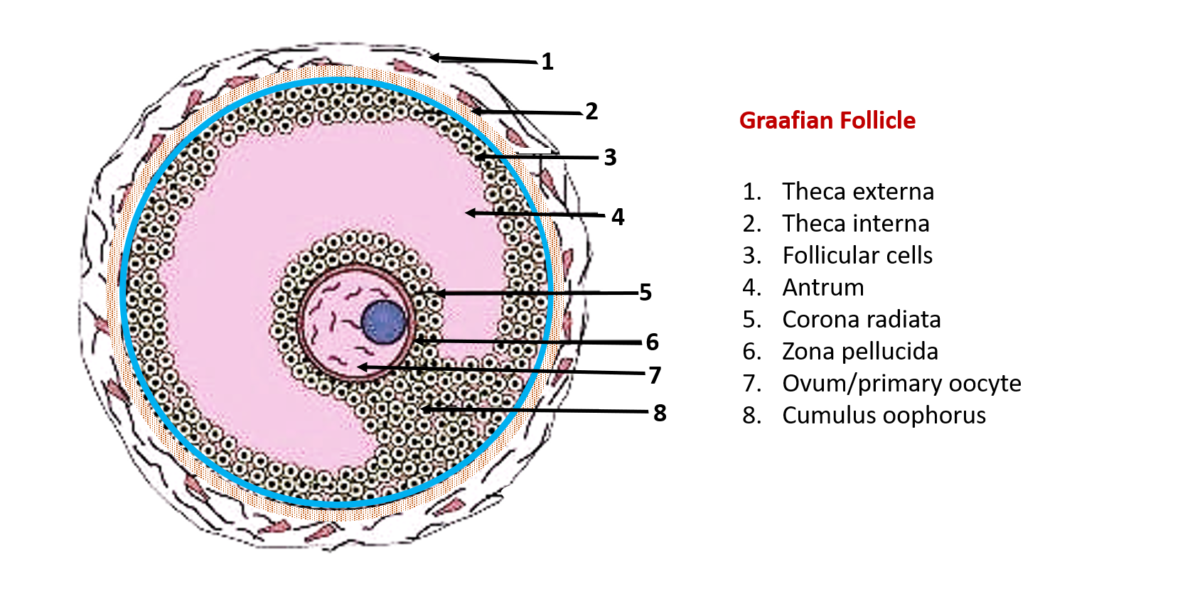 Structure of Graafian follicle