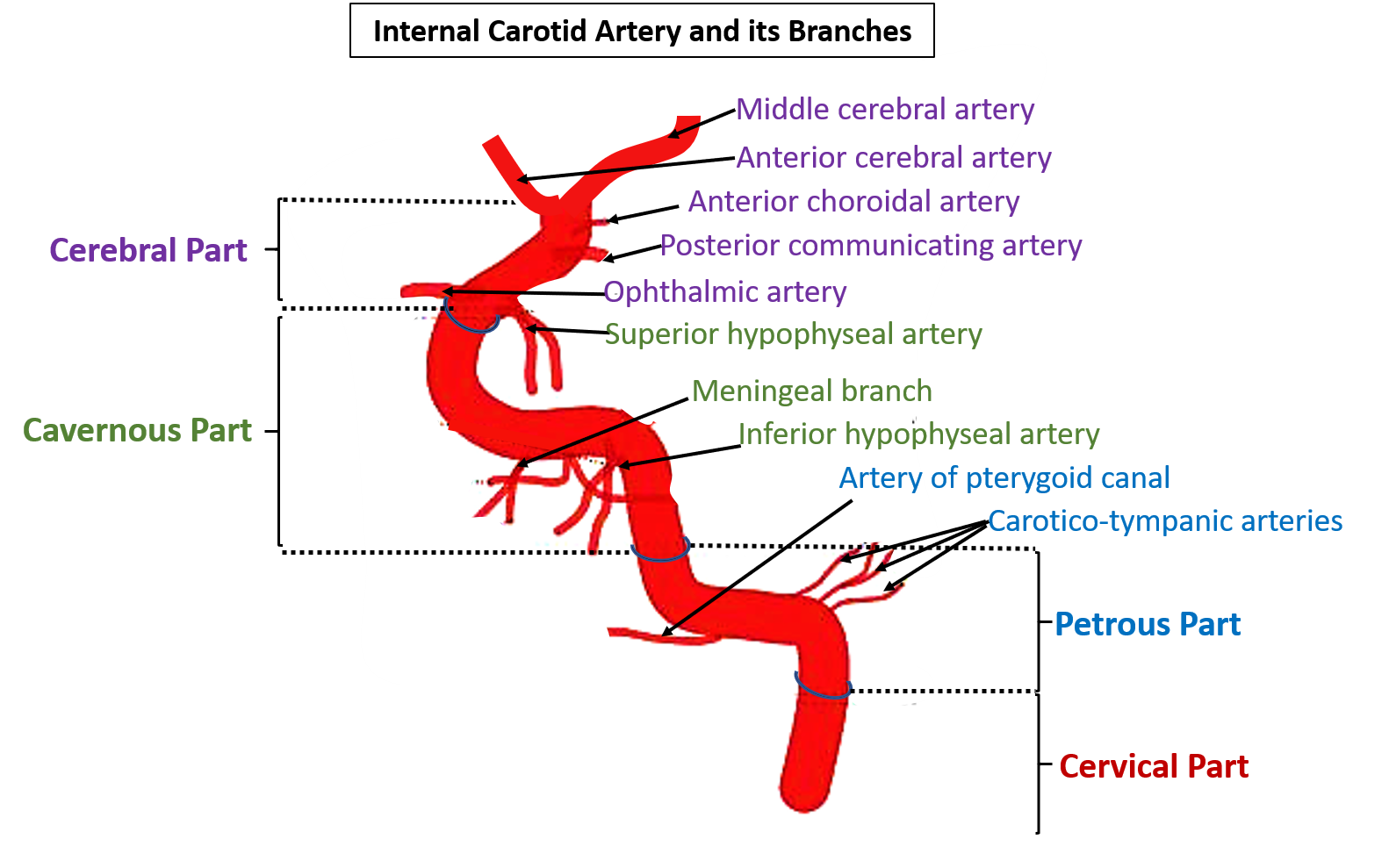 Branches of internal carotid artery