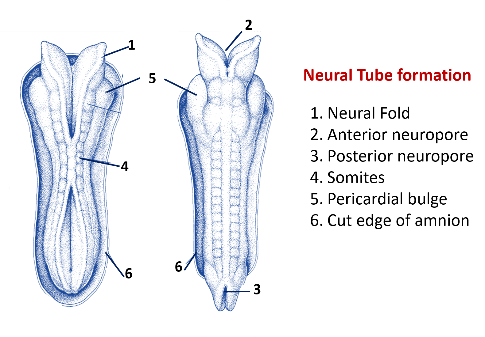 Anterior and posterior neuropores
