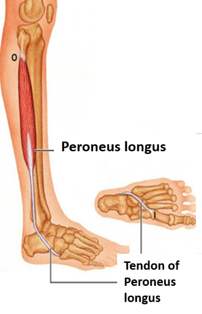 Peroneus longus