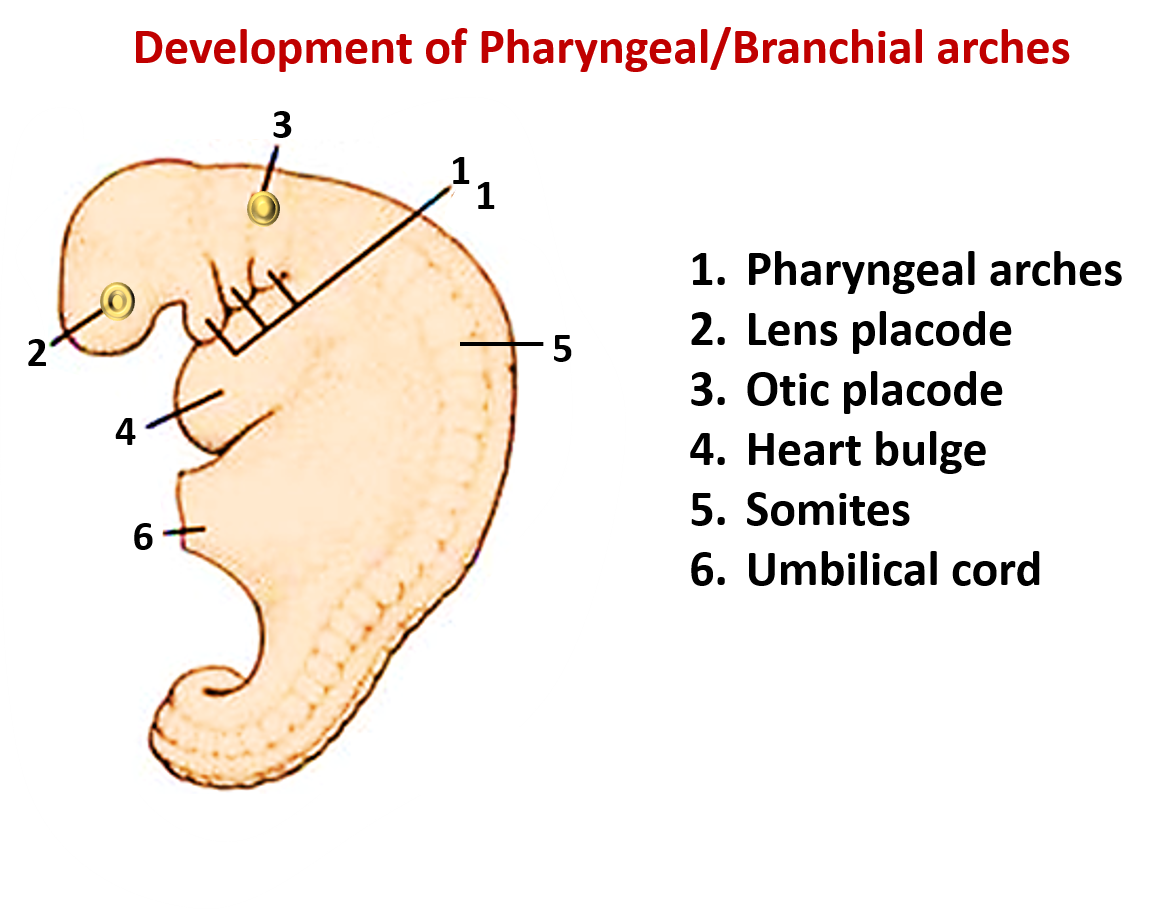 development of pharyngeal /branchial arches