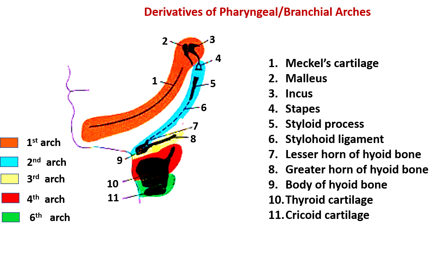 Pharyngeal/branchial arches