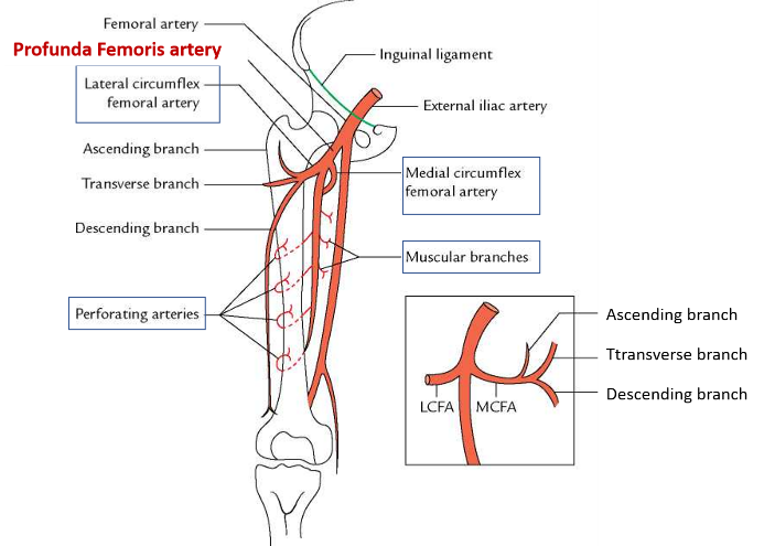 Profunda femoris artery