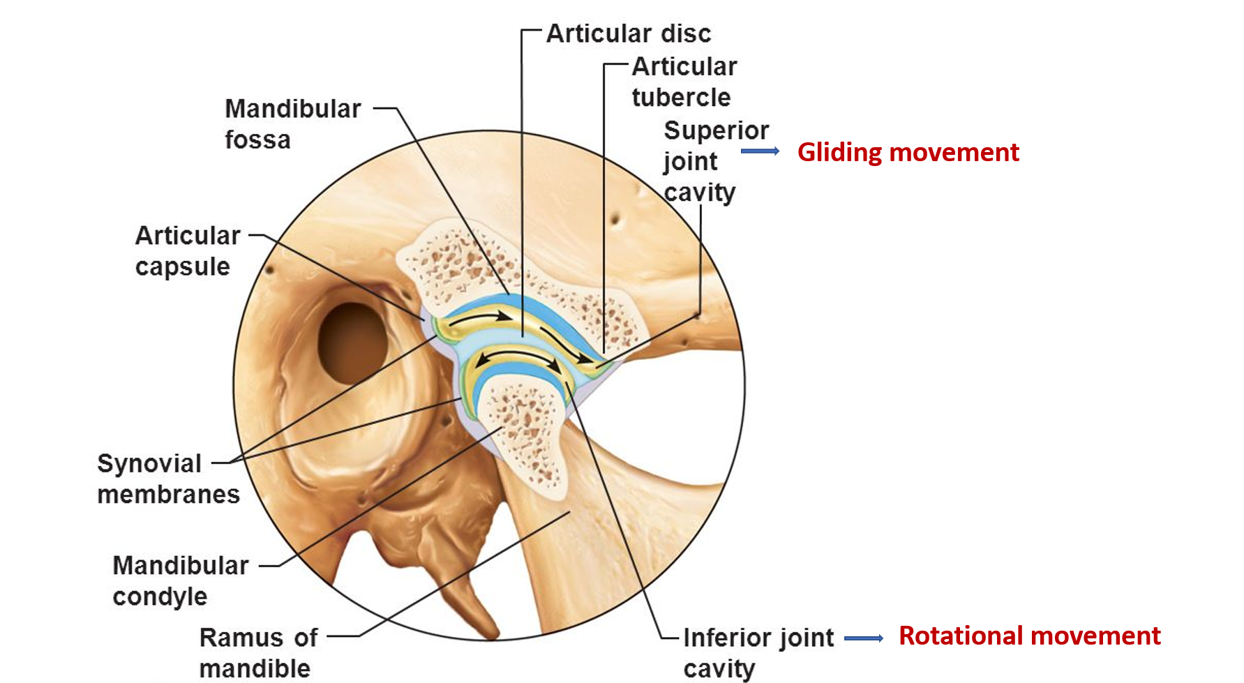  gliding and rotational movements at temporomandibular joint