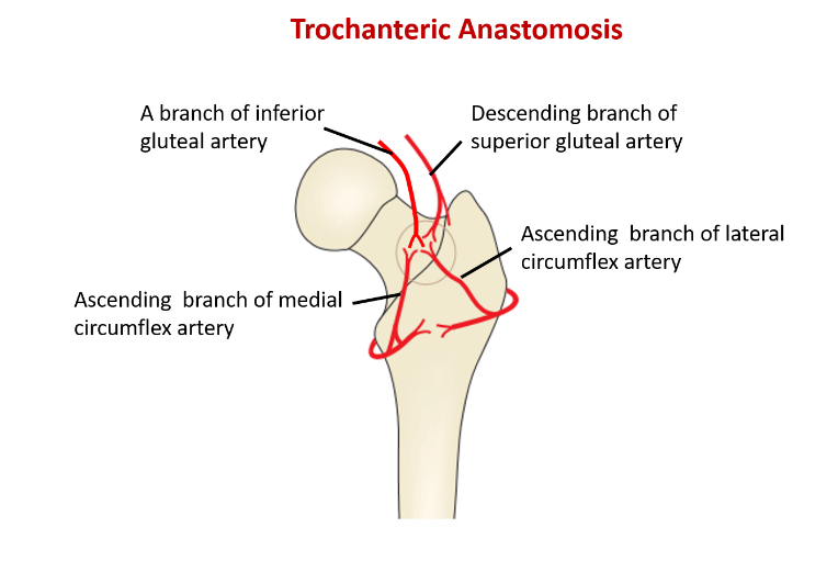 Trochanteric Anastomosis Diagram Trochanteric Anastomosis Diagram