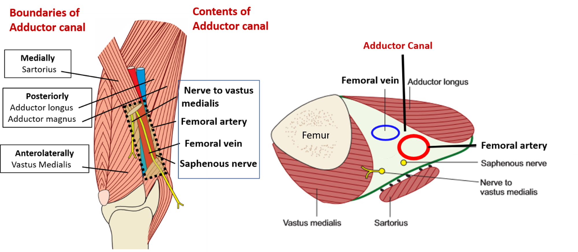 boundaries and contents of adductor canal