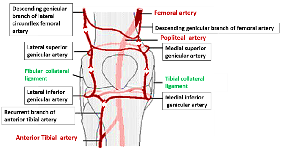 Anastomosis around knee joint