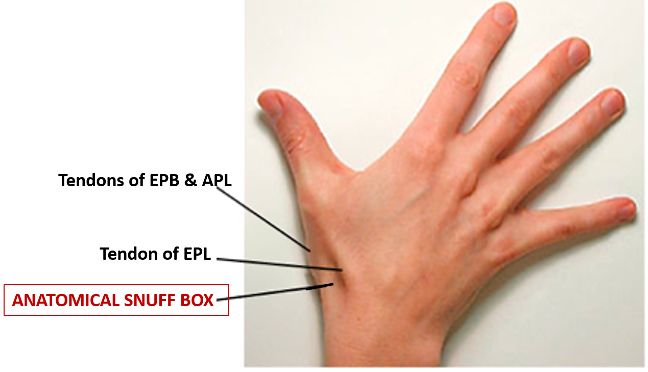 location of anatomical snuff box