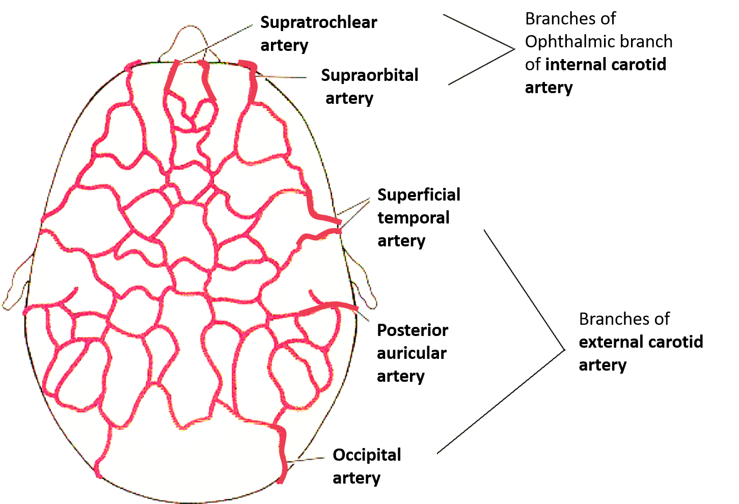 arteries of scalp