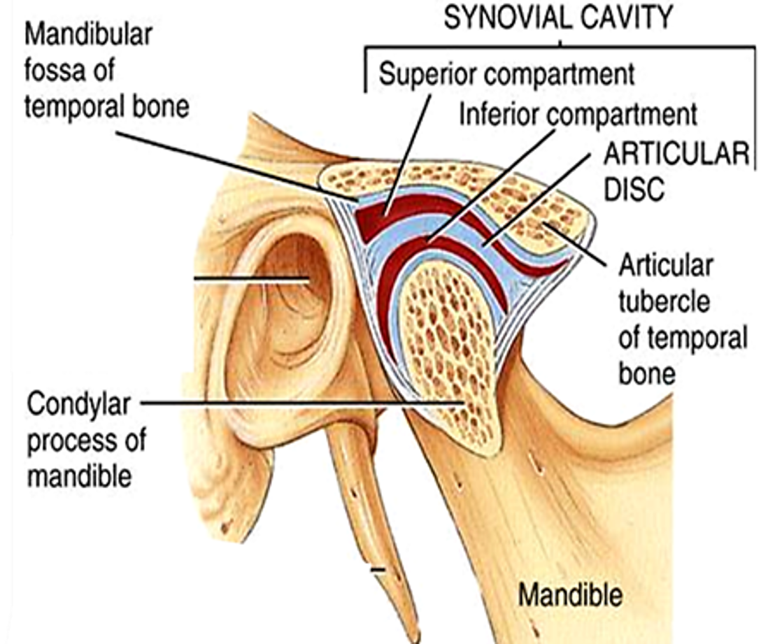 Articular surface of temporomandibular joint