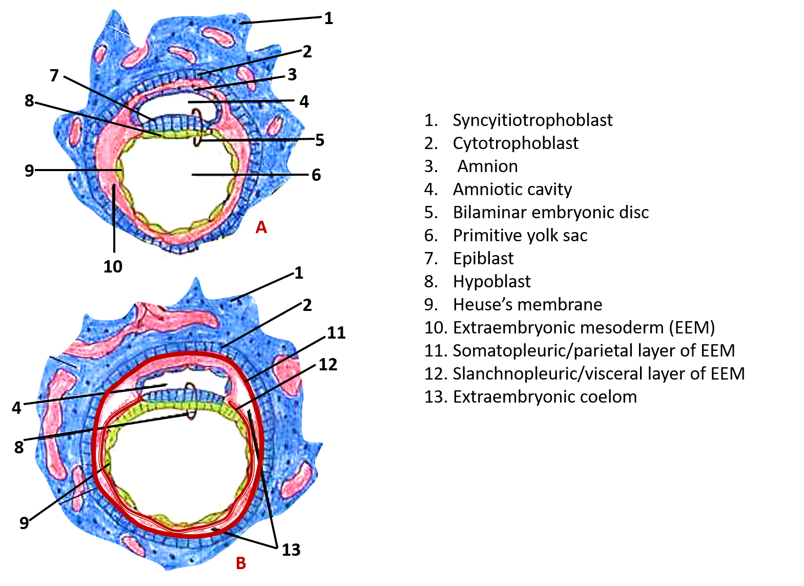 Bilaminar embryonic disc