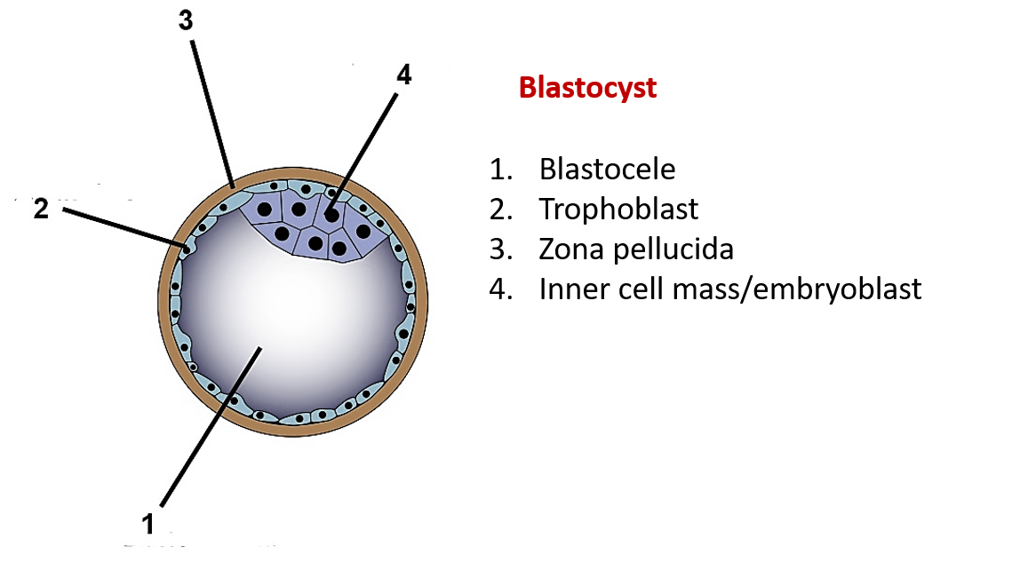 Blastocyst 