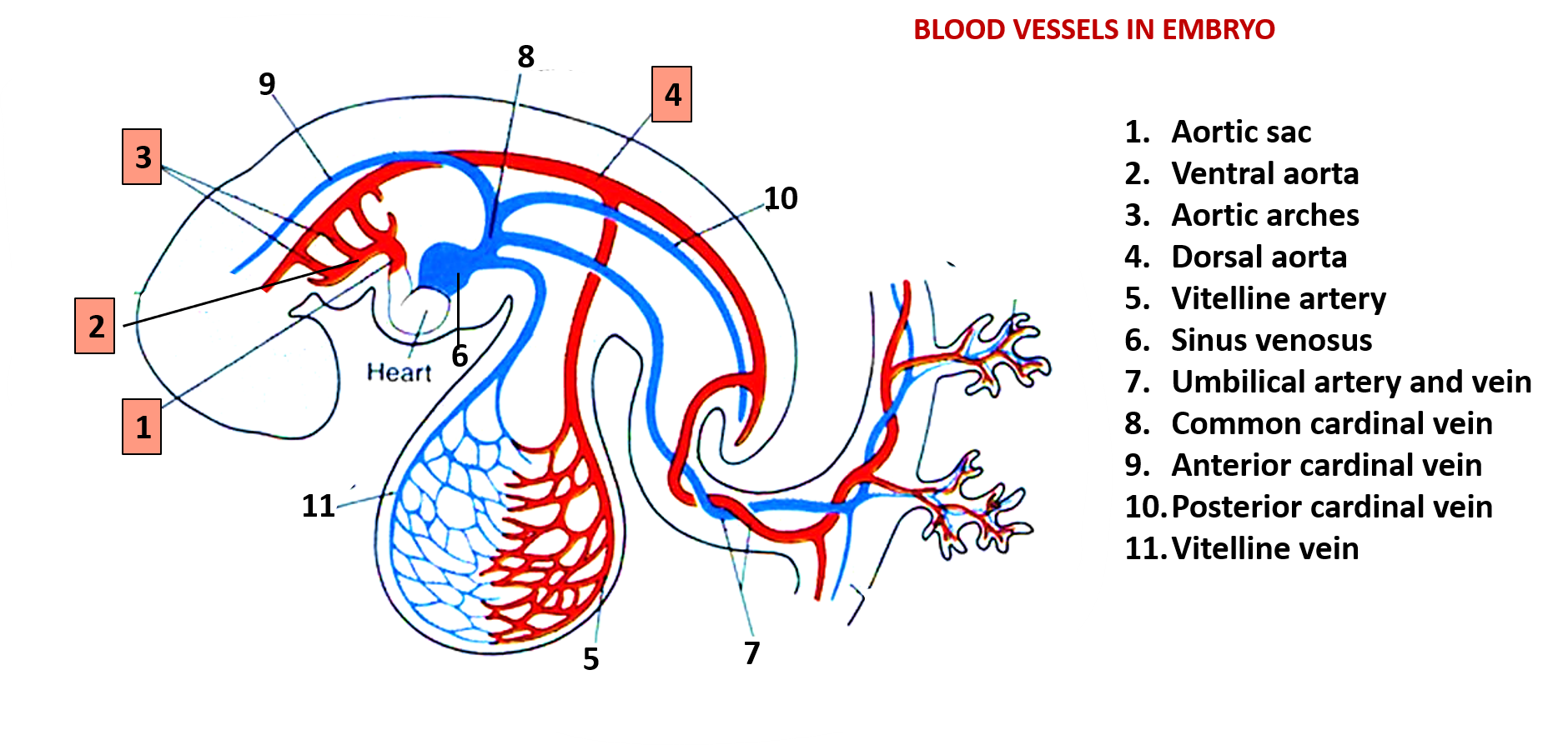 Blood vessels of fetus