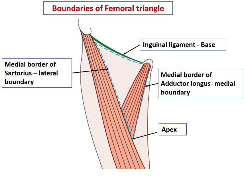 Boundaries of femoral triangle