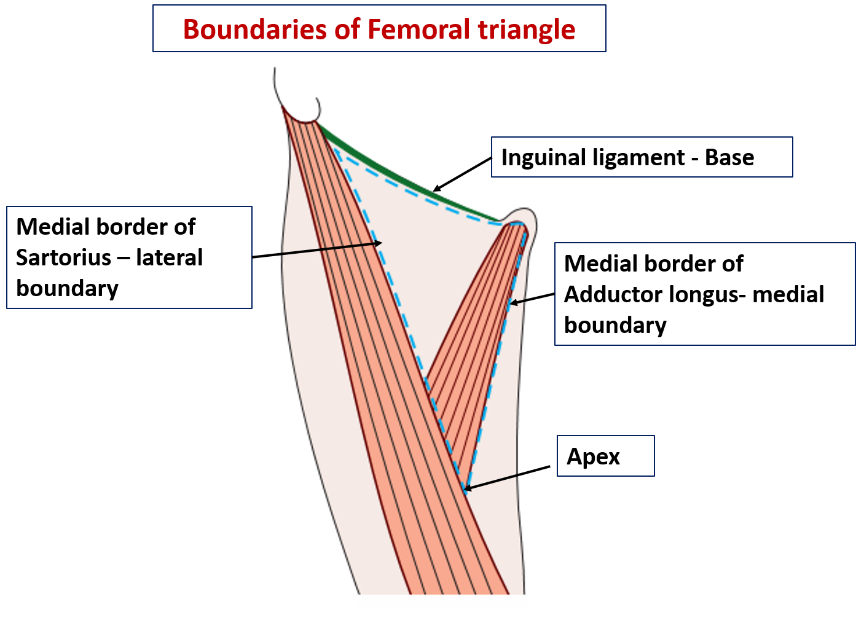 Femoral Ring Boundaries