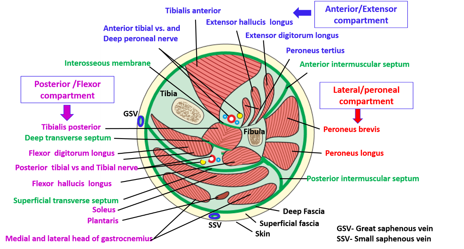 Anterior Compartment of Leg , Muscles , their action and nerve supply