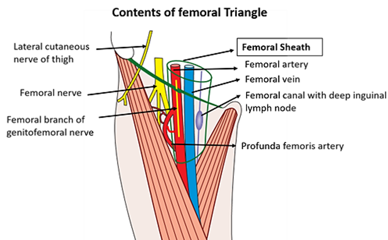 contents of femoral triangle